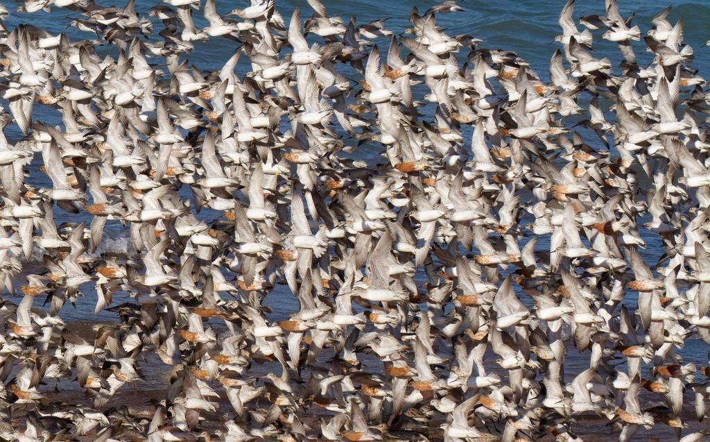 Broome Bird Observatory المظهر الخارجي الصورة