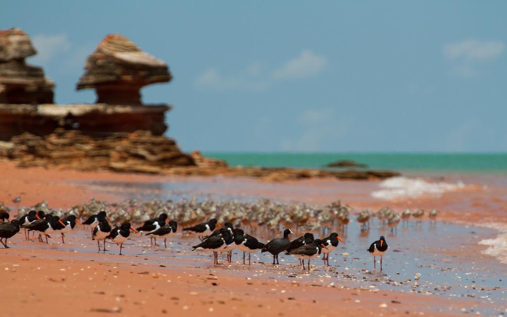 Broome Bird Observatory المظهر الخارجي الصورة