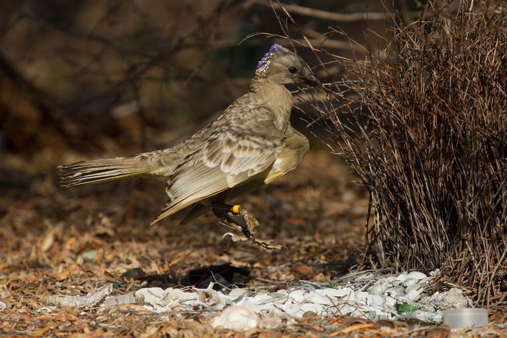 Broome Bird Observatory المظهر الخارجي الصورة